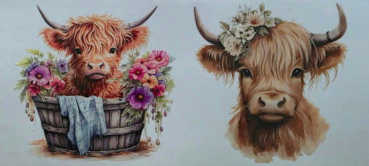 Two highland cow illustrations on a white background with a textured surface below.
